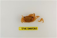 藏品(斯氏刮削蟹)的圖片